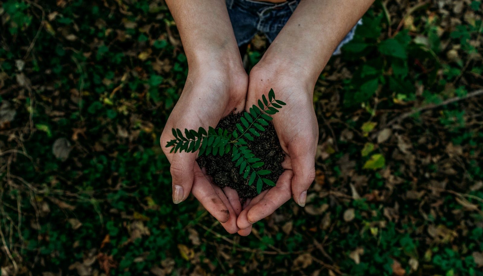 Herbs handled in practical training